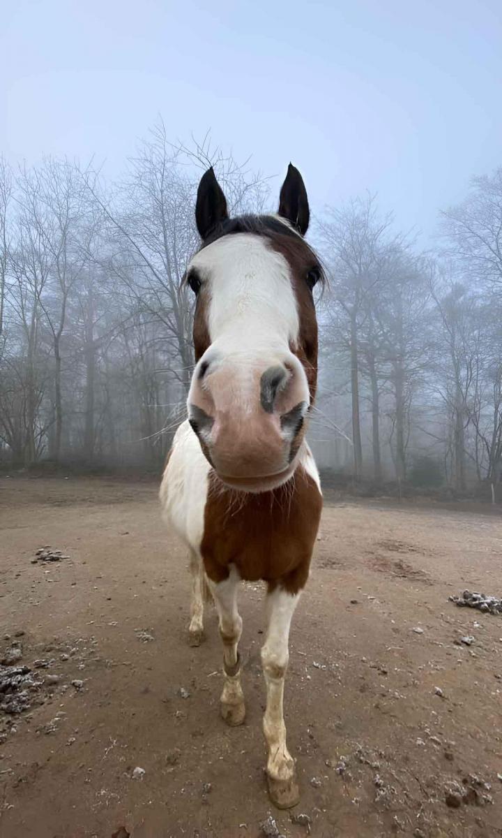 Pension de vacances pour cheval