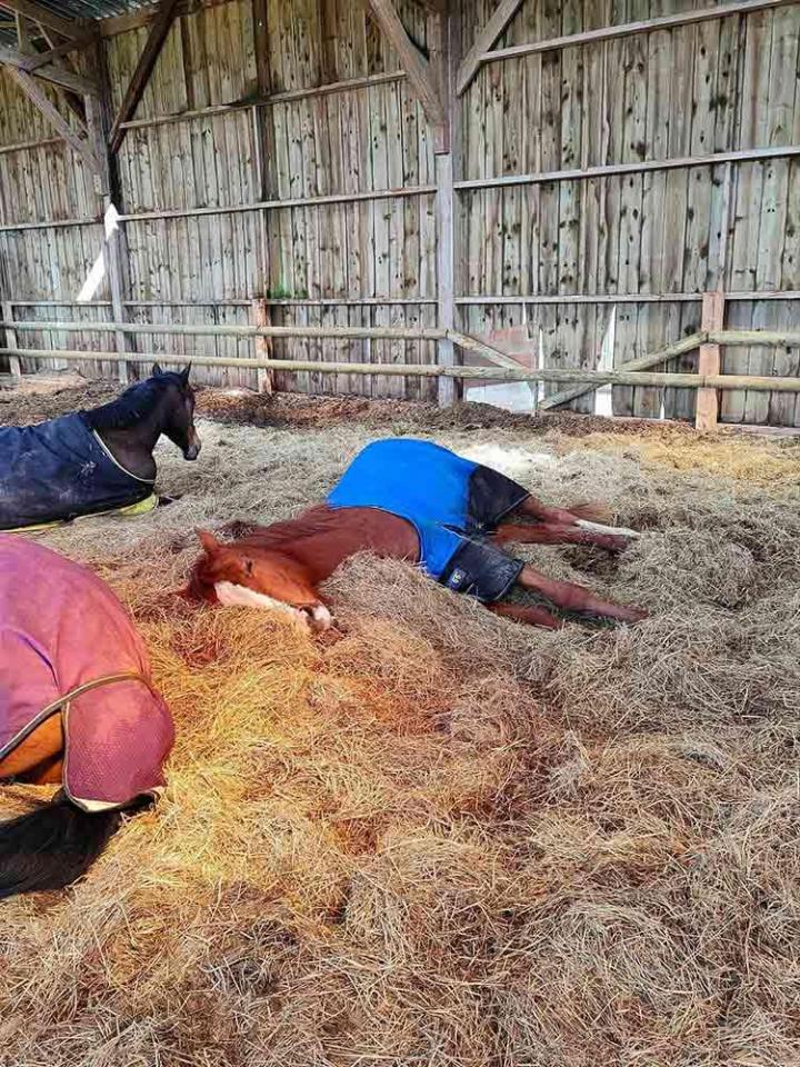Pension convalescence pour chevaux