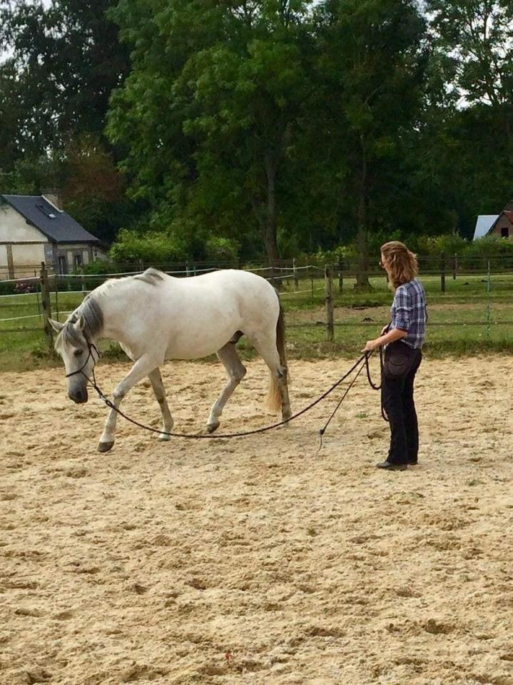 Pension vacances pour chevaux Fresquiennes