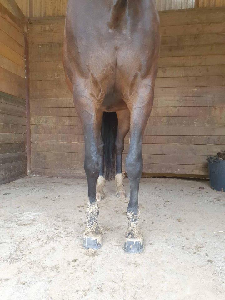 Pension convalescence chevaux Fresquiennes