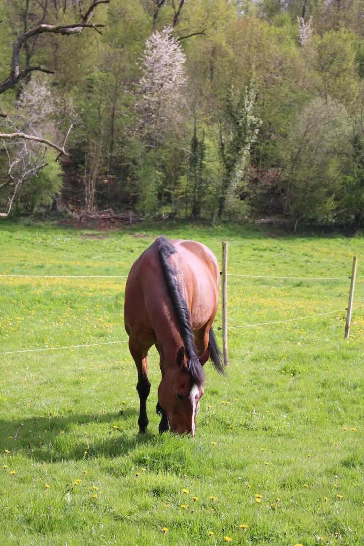 Nutrition chevaux Fresquiennes