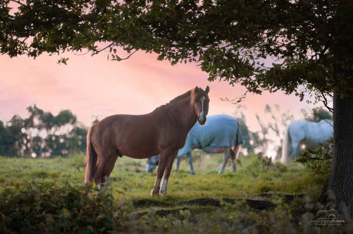 Nutrition chevaux Fresquiennes
