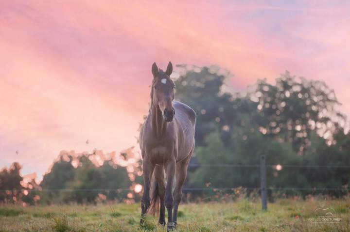 Écurie de propriétaires Fresquiennes