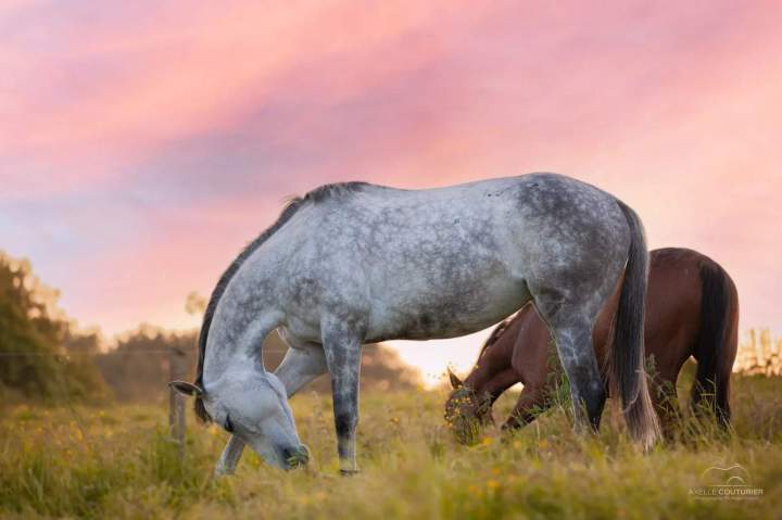 Nutrition chevaux Fresquiennes