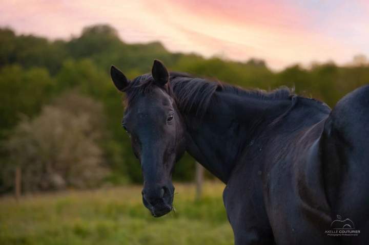 Pension convalescence Fresquiennes