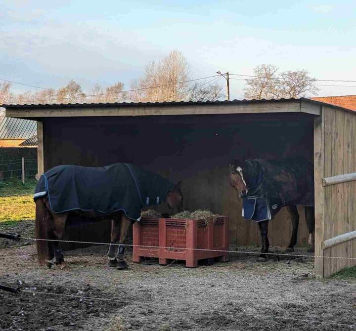 Activité active au pension Fresquiennes