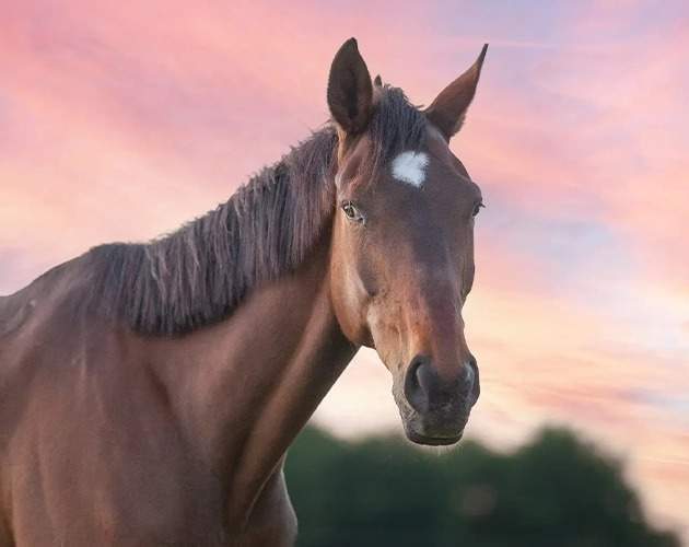 Pension convalescence Fresquiennes