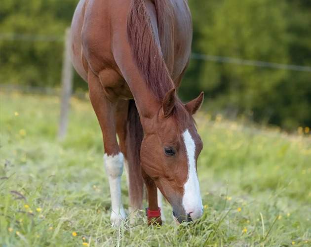 Activité active au pension Fresquiennes