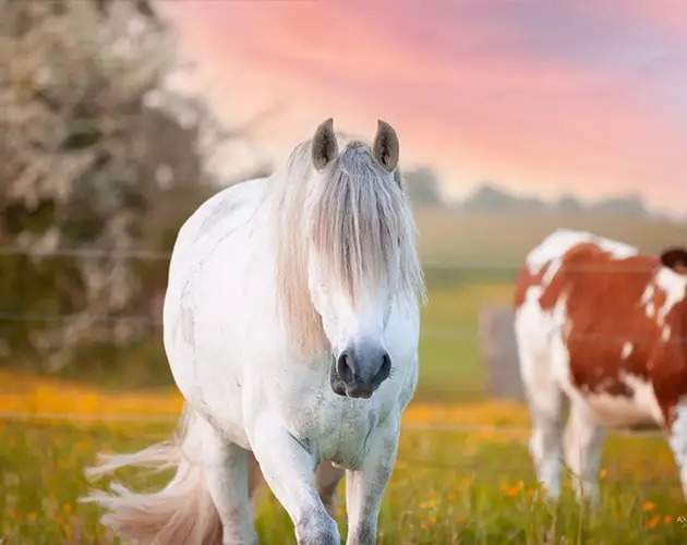 Écurie Fresquiennes